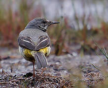 Grey Wagtail