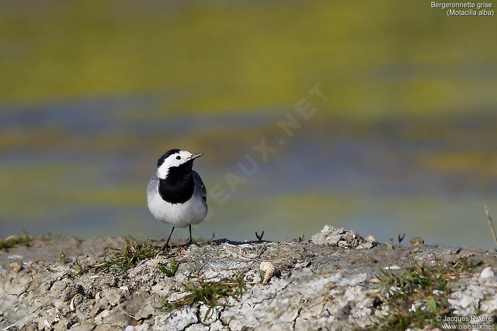 White Wagtailadult breeding, identification