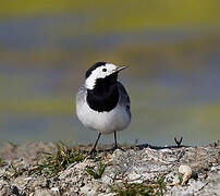 White Wagtail