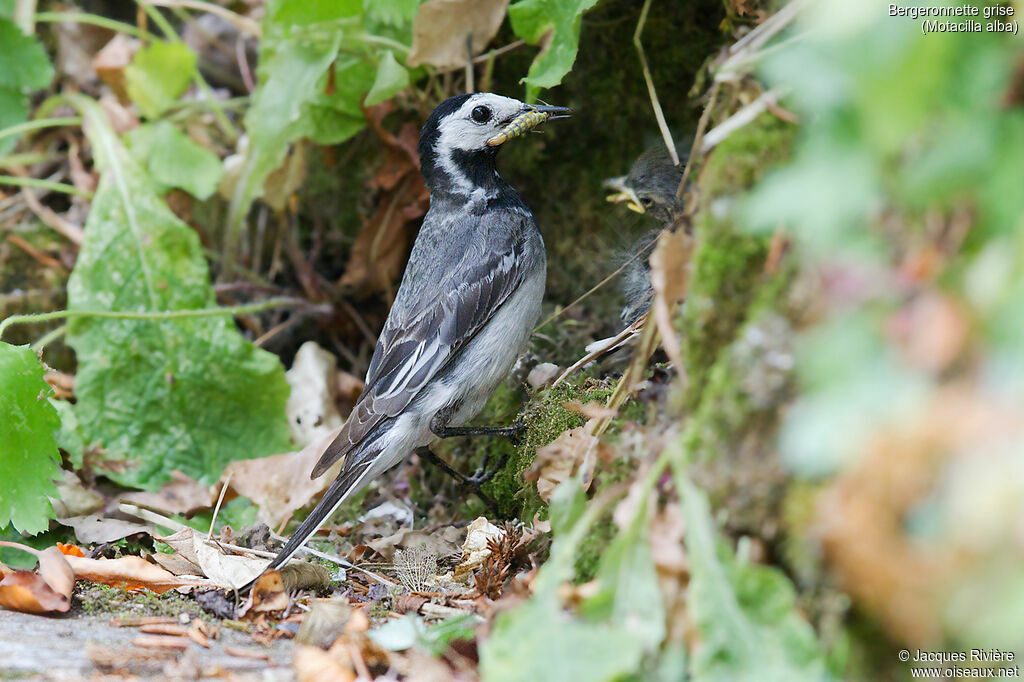 White Wagtailadult breeding, identification, Reproduction-nesting