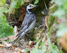 White Wagtail