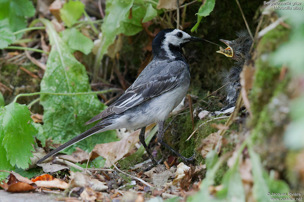 Bergeronnette griseadulte nuptial, identification, Nidification