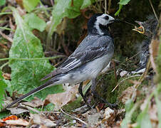 White Wagtail