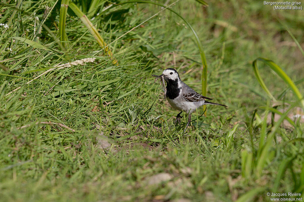 White Wagtailadult, identification, eats, Reproduction-nesting