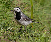 White Wagtail