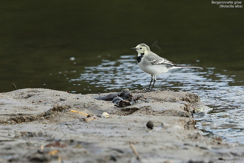 White Wagtailimmature, identification