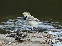 White Wagtail