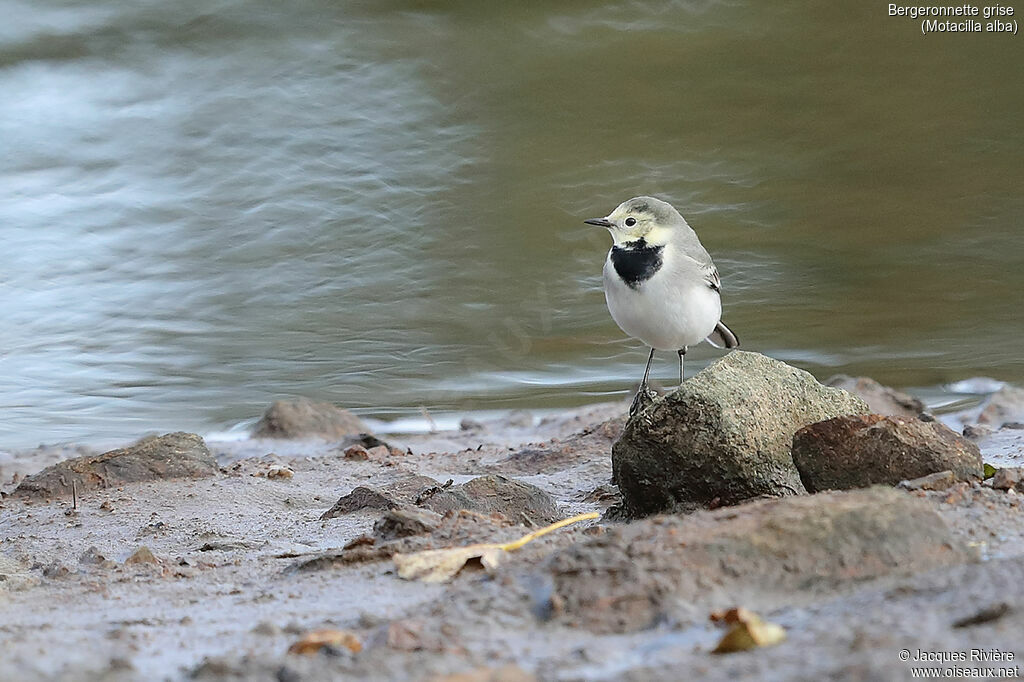 White Wagtailimmature, identification