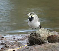 White Wagtail