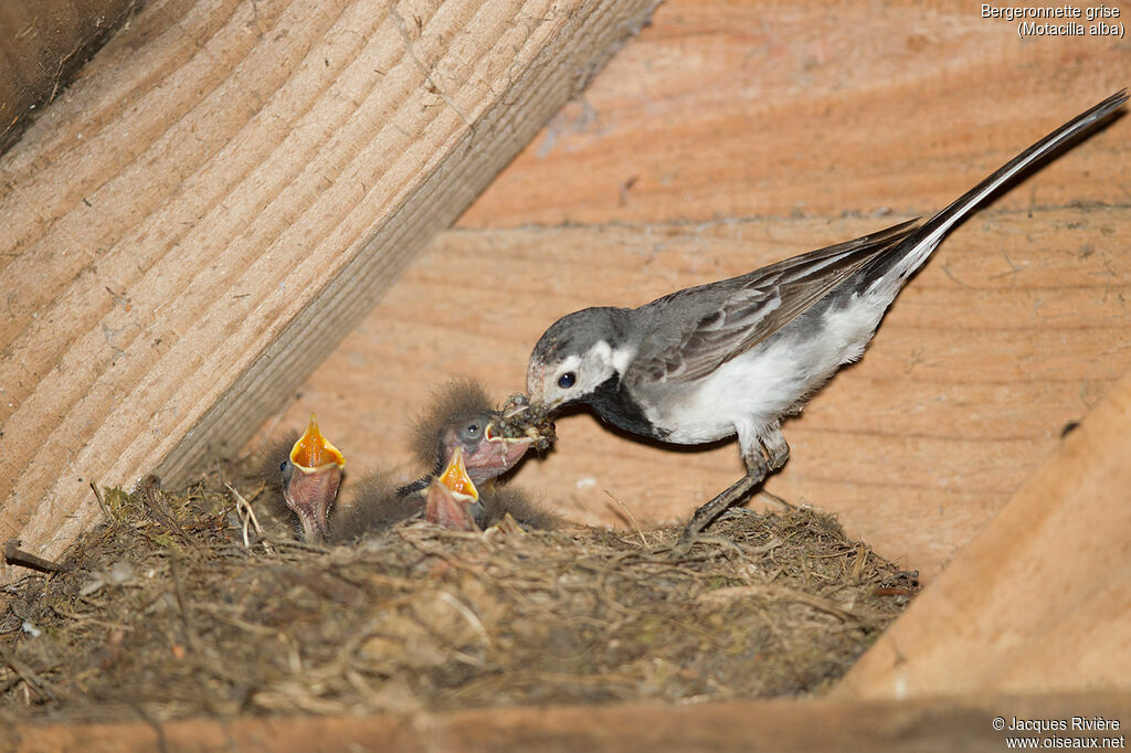 White Wagtailadult, identification, Reproduction-nesting