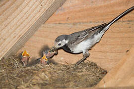 White Wagtail