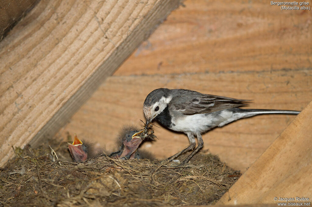 White Wagtailadult breeding, identification, Reproduction-nesting