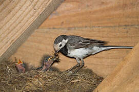 White Wagtail