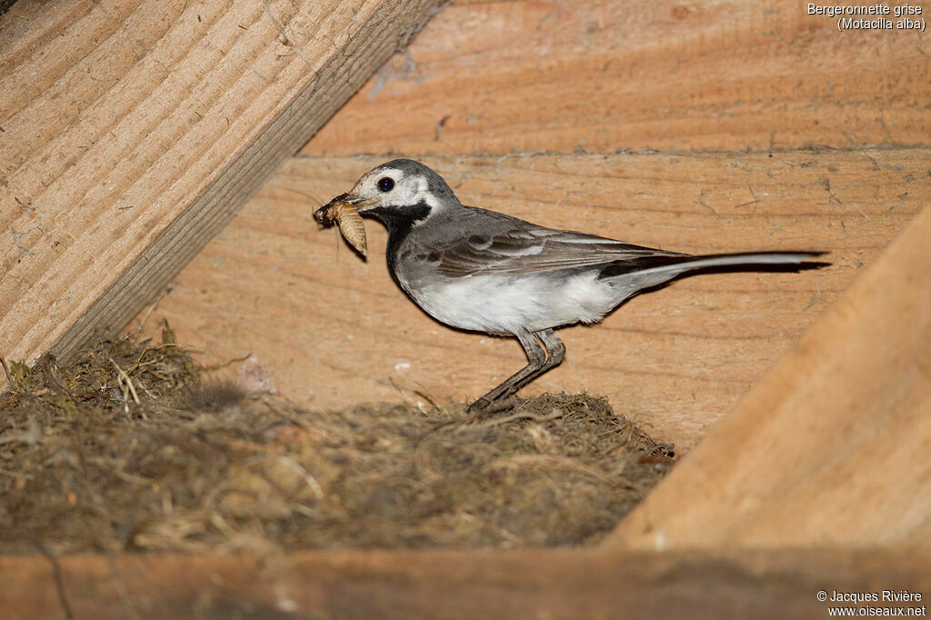 White Wagtailadult breeding, identification, Reproduction-nesting