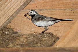 White Wagtail