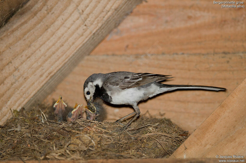 White Wagtailadult breeding, identification, Reproduction-nesting