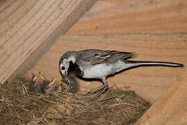 White Wagtail