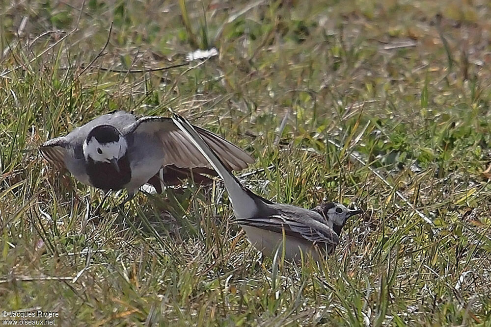 White Wagtail adult breeding, Behaviour