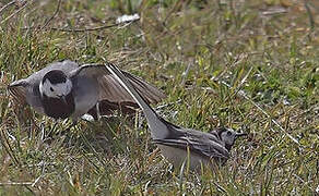 White Wagtail