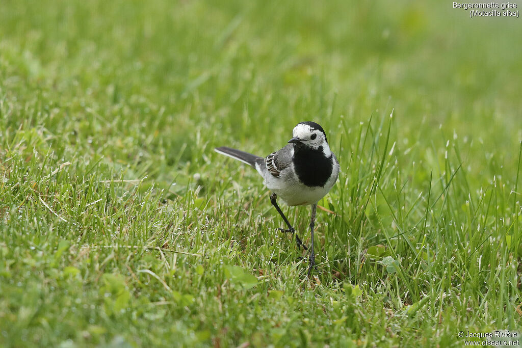 White Wagtail male adult breeding, identification