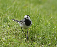 White Wagtail