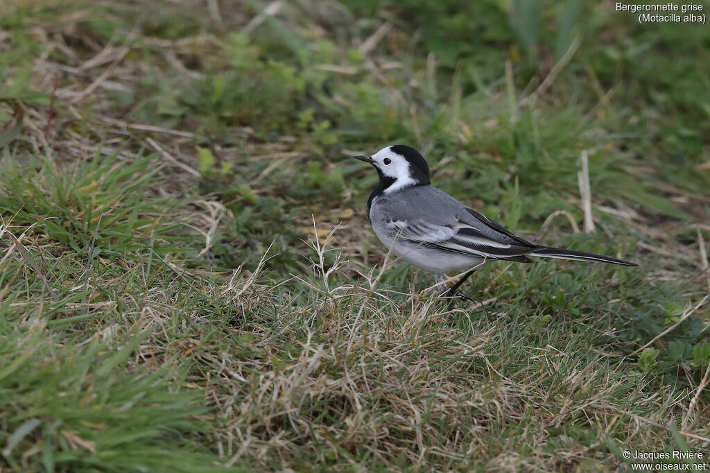 White Wagtailadult breeding, identification, walking