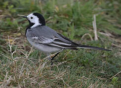 White Wagtail