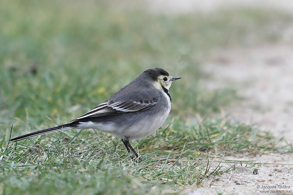 White Wagtailimmature