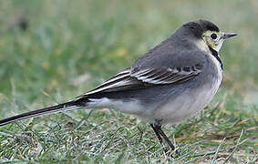 White Wagtail