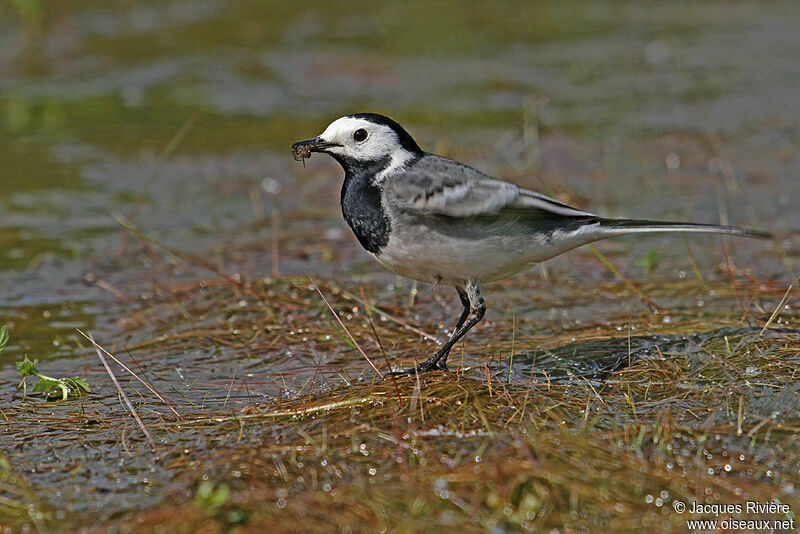White Wagtail male, Behaviour