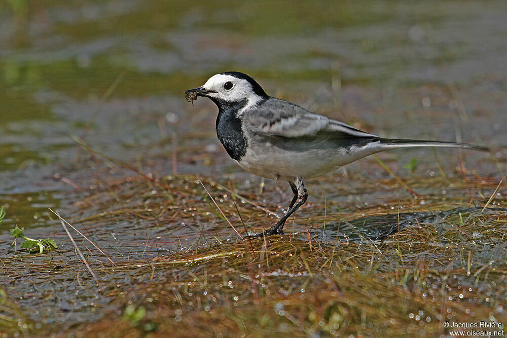 Bergeronnette grise mâle, Comportement