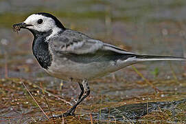 White Wagtail