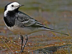 White Wagtail