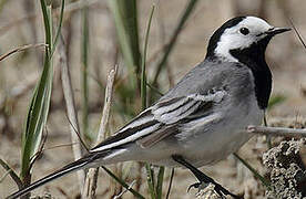 White Wagtail