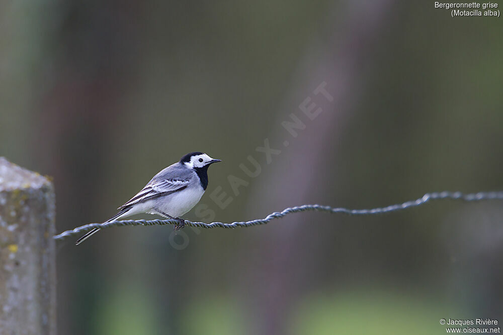 White Wagtailadult breeding, identification