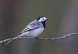 White Wagtail