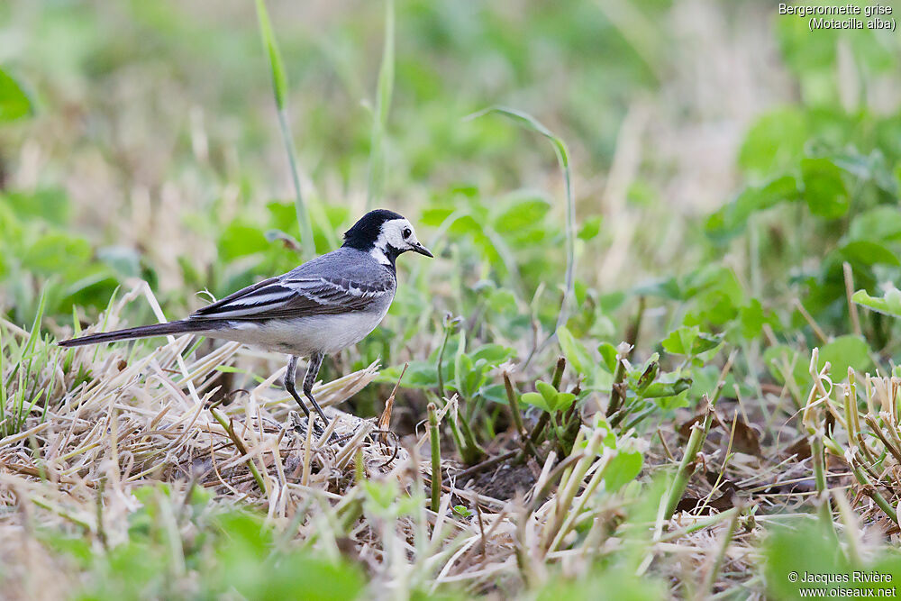 White Wagtailadult breeding, identification