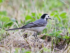 White Wagtail