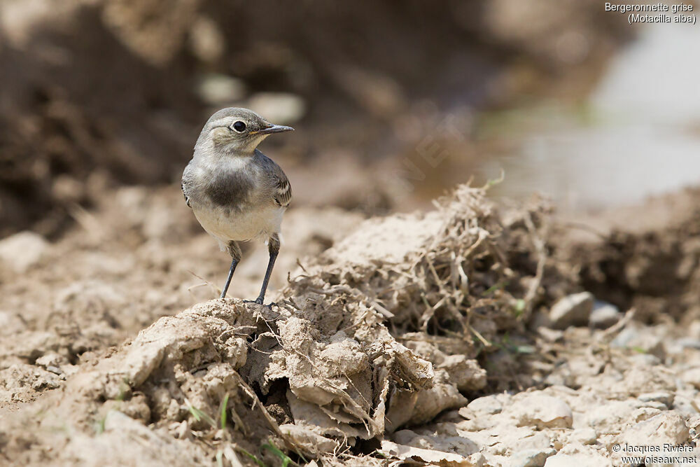 White Wagtailimmature, identification, walking