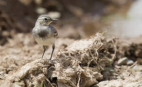 White Wagtail