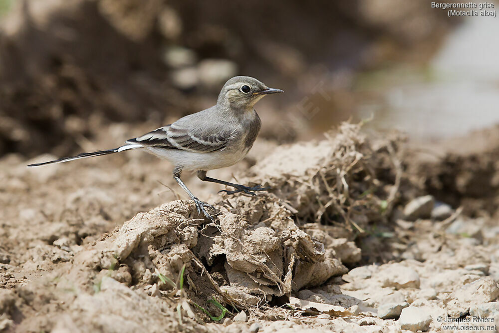 White Wagtailimmature, identification, walking