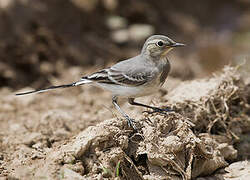 White Wagtail