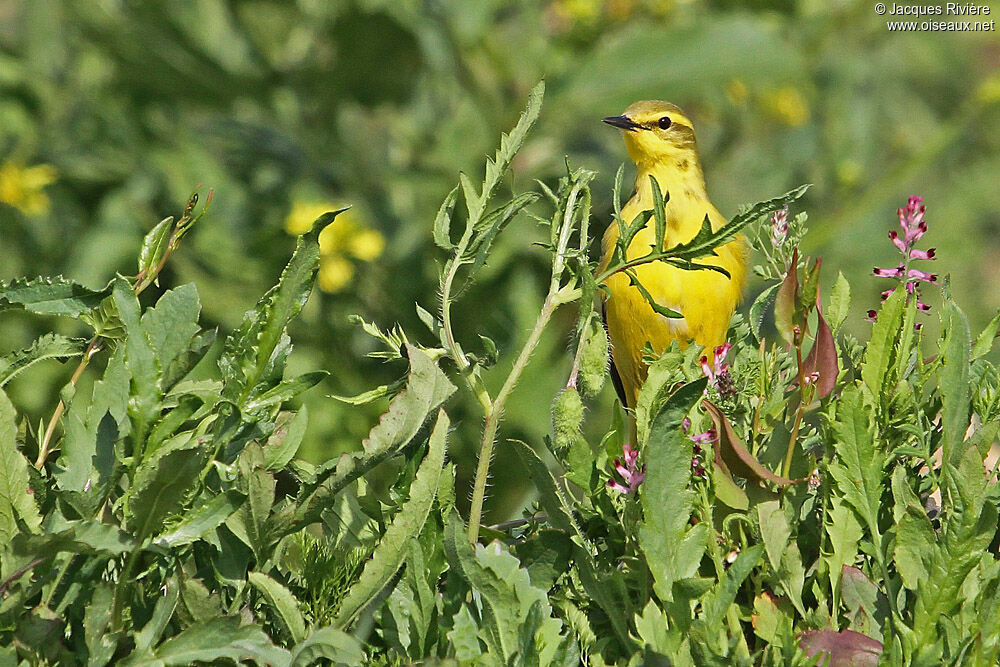 Western Yellow Wagtail male adult breeding