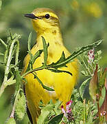 Western Yellow Wagtail