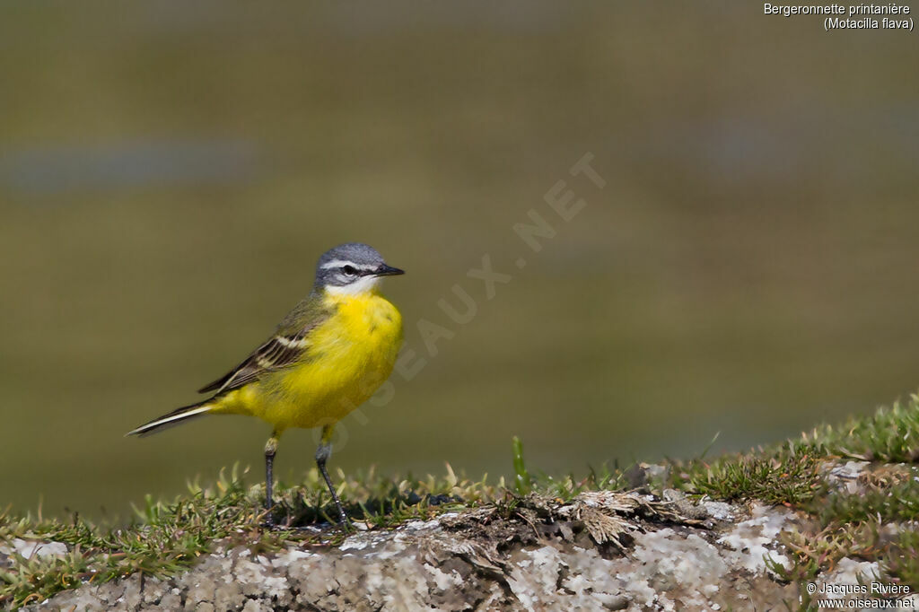 Western Yellow Wagtail male adult breeding, identification