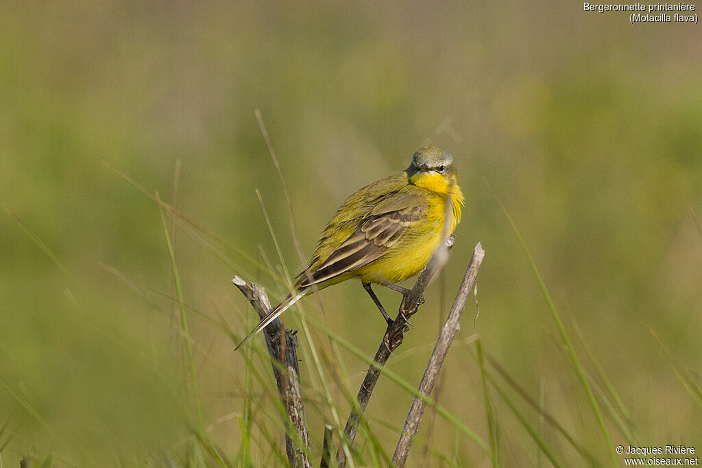 Western Yellow Wagtail male adult, identification