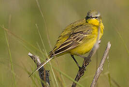 Western Yellow Wagtail