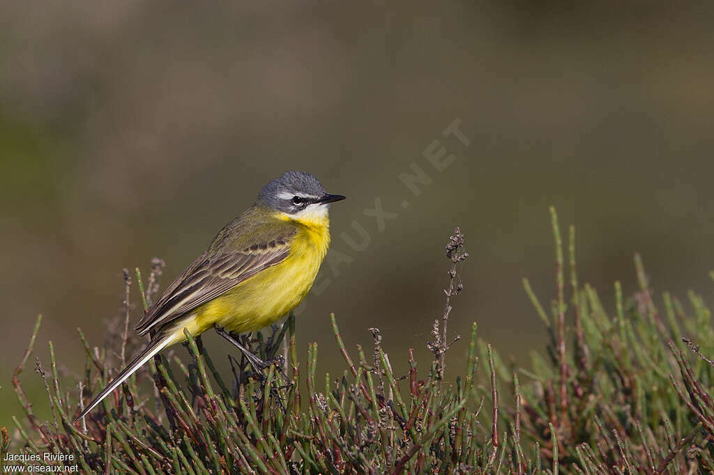 Western Yellow Wagtail male adult breeding, identification