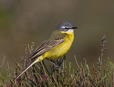 Western Yellow Wagtail