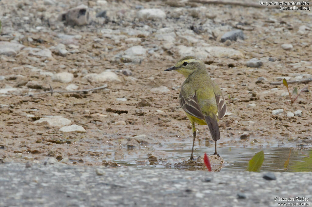 Western Yellow Wagtail female adult breeding, identification